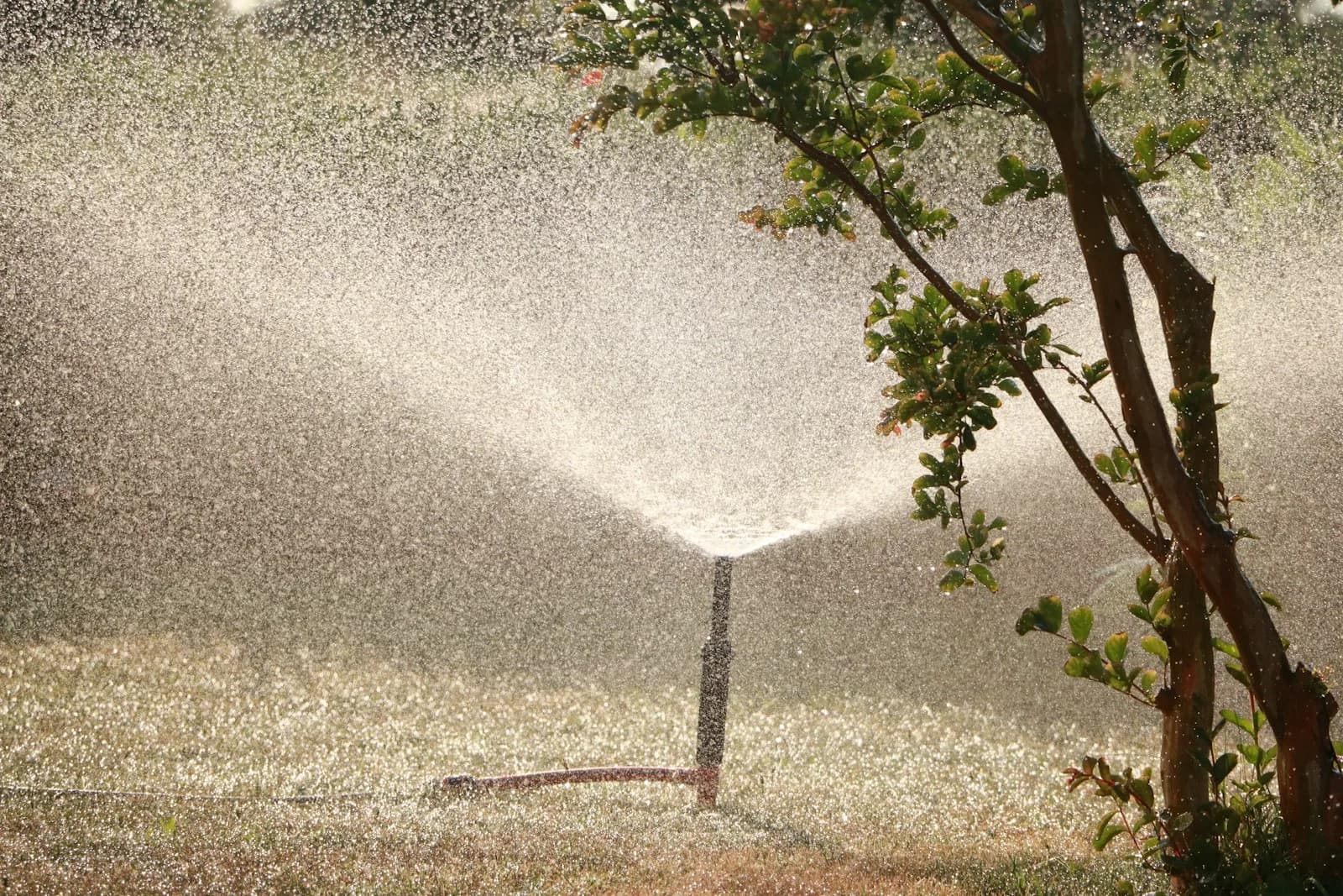 A garden sprinkler spraying water across a lawn beside a young tree