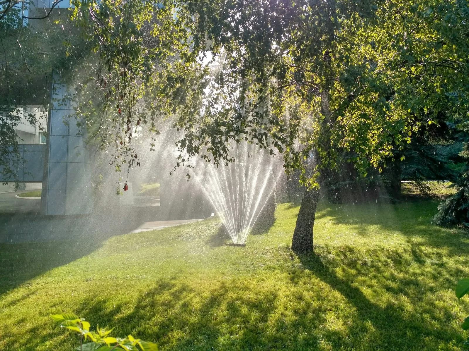 Sunlight on a sprinkler watering a green lawn